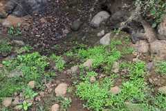 Gnaphalium pensylvanicum